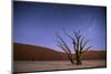 Ancient Dead Camelthorn Trees (Vachellia Erioloba) at Night with Red Dunes Behind-Wim van den Heever-Mounted Photographic Print