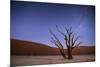 Ancient Dead Camelthorn Trees (Vachellia Erioloba) at Night with Red Dunes Behind-Wim van den Heever-Mounted Photographic Print