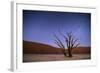 Ancient Dead Camelthorn Trees (Vachellia Erioloba) at Night with Red Dunes Behind-Wim van den Heever-Framed Photographic Print