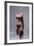 Ancient Egyptian Torso of Queen Nefertit-null-Framed Photographic Print