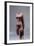Ancient Egyptian Torso of Queen Nefertit-null-Framed Photographic Print