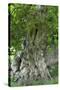 Ancient English Oak (Quercus Rober) Tree-Colin Varndell-Stretched Canvas