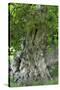 Ancient English Oak (Quercus Rober) Tree-Colin Varndell-Stretched Canvas