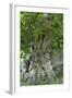 Ancient English Oak (Quercus Rober) Tree-Colin Varndell-Framed Premium Photographic Print