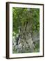 Ancient English Oak (Quercus Rober) Tree-Colin Varndell-Framed Premium Photographic Print