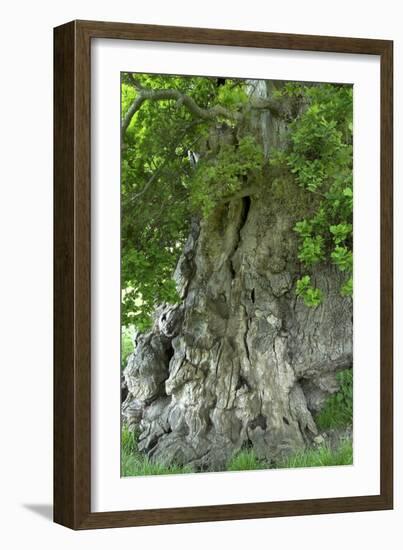 Ancient English Oak (Quercus Rober) Tree-Colin Varndell-Framed Photographic Print