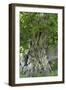 Ancient English Oak (Quercus Rober) Tree-Colin Varndell-Framed Photographic Print