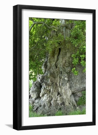Ancient English Oak (Quercus Rober) Tree-Colin Varndell-Framed Photographic Print