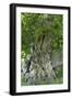 Ancient English Oak (Quercus Rober) Tree-Colin Varndell-Framed Photographic Print