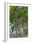 Ancient English Oak (Quercus Rober) Tree-Colin Varndell-Framed Photographic Print