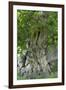 Ancient English Oak (Quercus Rober) Tree-Colin Varndell-Framed Photographic Print