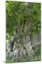 Ancient English Oak (Quercus Rober) Tree-Colin Varndell-Mounted Photographic Print