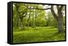 Ancient Flowery Wood Pasture-null-Framed Stretched Canvas