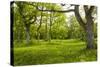 Ancient Flowery Wood Pasture-null-Stretched Canvas