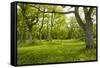 Ancient Flowery Wood Pasture-null-Framed Stretched Canvas