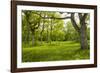 Ancient Flowery Wood Pasture-null-Framed Photographic Print