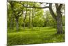 Ancient Flowery Wood Pasture-null-Mounted Photographic Print