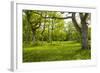 Ancient Flowery Wood Pasture-null-Framed Photographic Print