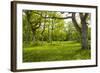 Ancient Flowery Wood Pasture-null-Framed Photographic Print