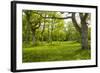 Ancient Flowery Wood Pasture-null-Framed Photographic Print