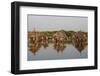 Ancient granaries on an island among mangrove trees, Joal-Fadiouth, Senegal, West Africa, Africa-Godong-Framed Photographic Print