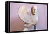 Ancient Greek Sphinx Sculpture-Chris Hellier-Framed Stretched Canvas