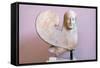 Ancient Greek Sphinx Sculpture-Chris Hellier-Framed Stretched Canvas