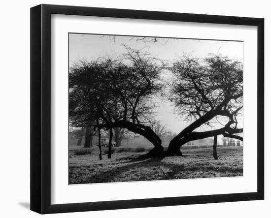 Ancient Hawthorn Tree-null-Framed Photographic Print