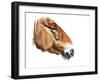 Ancient Head (Przewalski) 2012-Mark Adlington-Framed Giclee Print