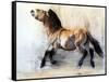 Ancient Horse (Przewalski in winter), 2014-Mark Adlington-Framed Stretched Canvas