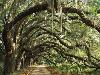 Ancient Live Oak Trees in Georgia-Maria Stenzel-Stretched Canvas