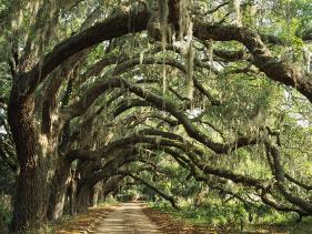 Ancient Live Oak Trees in Georgia-Maria Stenzel-Stretched Canvas