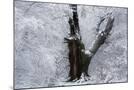 Wood Mount
