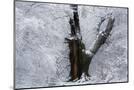 Wood Mount