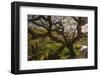 Ancient oak tree, Marsland Mouth, Devon, UK-Ross Hoddinott-Framed Photographic Print