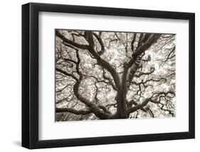 Ancient Oak-Michael Hudson-Framed Art Print