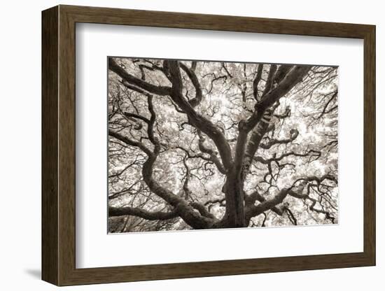 Ancient Oak-Michael Hudson-Framed Art Print