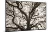 Ancient Oak-Michael Hudson-Mounted Art Print