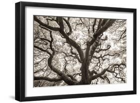 Ancient Oak-Michael Hudson-Framed Art Print