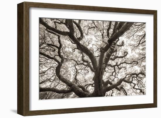 Ancient Oak-Michael Hudson-Framed Art Print