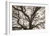 Ancient Oak-Michael Hudson-Framed Art Print