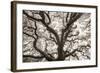 Ancient Oak-Michael Hudson-Framed Art Print