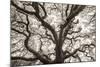 Ancient Oak-Michael Hudson-Mounted Art Print