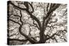 Ancient Oak-Michael Hudson-Stretched Canvas