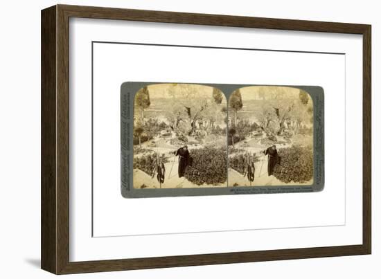 Ancient Olive Trees in the Garden of Gethsemane, Near Jerusalem, Palestine, 1905-Underwood & Underwood-Framed Giclee Print