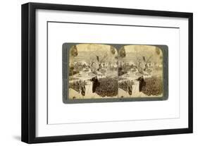 Ancient Olive Trees in the Garden of Gethsemane, Near Jerusalem, Palestine, 1905-Underwood & Underwood-Framed Giclee Print