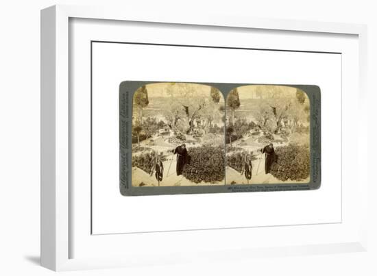 Ancient Olive Trees in the Garden of Gethsemane, Near Jerusalem, Palestine, 1905-Underwood & Underwood-Framed Giclee Print