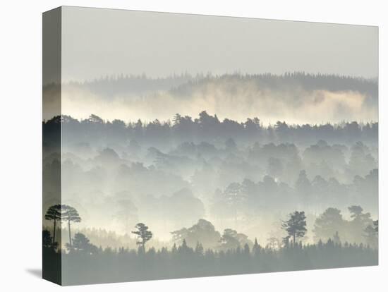 Ancient Pine Forest Emerging from Dawn Mist, Strathspey, Scotland, UK-Pete Cairns-Stretched Canvas