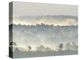 Ancient Pine Forest Emerging from Dawn Mist, Strathspey, Scotland, UK-Pete Cairns-Stretched Canvas