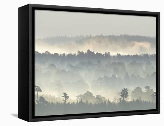 Ancient Pine Forest Emerging from Dawn Mist, Strathspey, Scotland, UK-Pete Cairns-Framed Stretched Canvas
